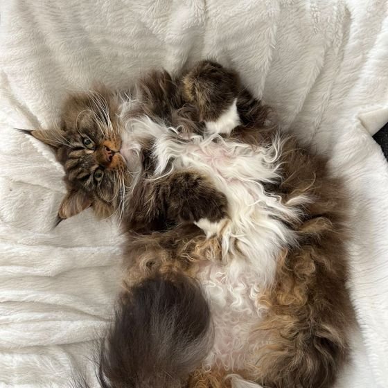 Chat à poil long tigré et blanc sur le dos sur une couverture douce à la pension La Kazh Ba