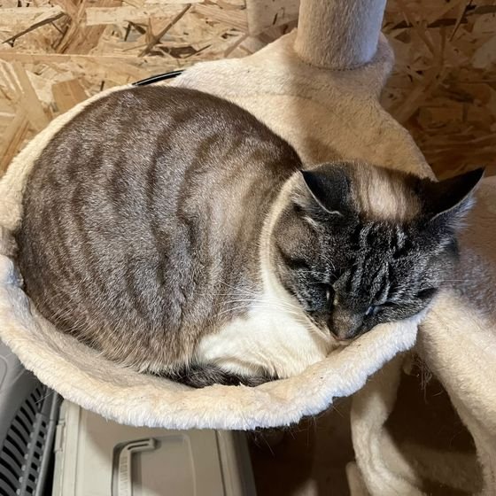 Chat tigré endormi en boule dans un panier en peluche à la pension féline La Kazh Ba