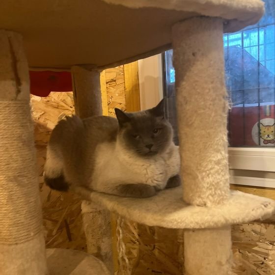 Chat gris et blanc couché sur un arbre à chat dans un box de La Kazh Ba