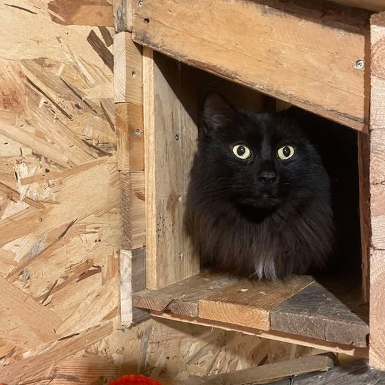 Chat noir aux yeux jaunes dans une cabane en bois de la pension pour chats La Kazh Ba