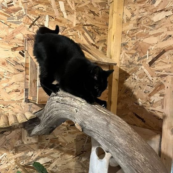 Chat noir qui grimpe sur une branche dans le parc de jeu intérieur de La Kazh Ba