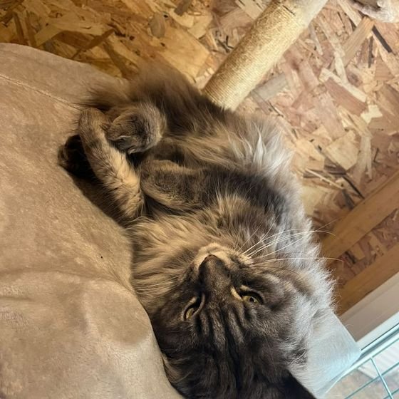 Chat à poil long détendu sur le dos sur un arbre à chat en pension à Hanvec