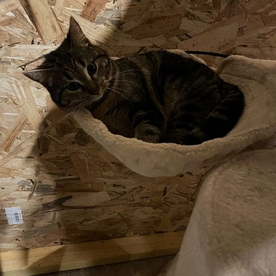 Chat tigré lové dans un hamac en peluche à la pension pour chat de Hanvec