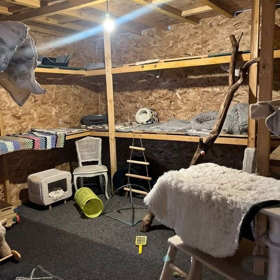 Salle de jeu intérieure de la pension pour chats avec étagères, couchages, tunnel et arbres à chat